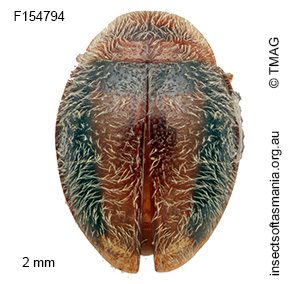 Rhyzobius sp nr macromaculatus