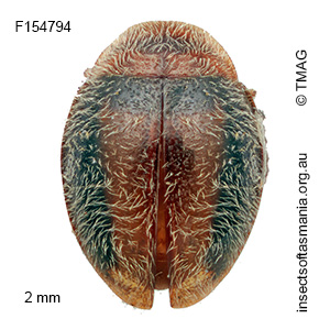 Rhyzobius sp nr macromaculatus