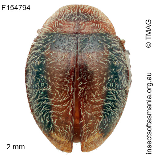 Rhyzobius-sp-nr-macromaculatus