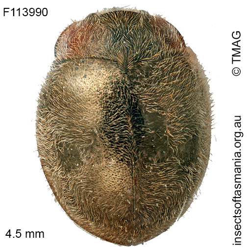 Scymnodes-difficilis