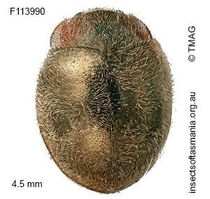 Scymnodes difficilis