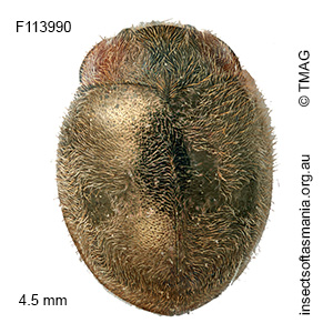 Scymnodes difficilis
