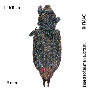 Steriphus caudatus
