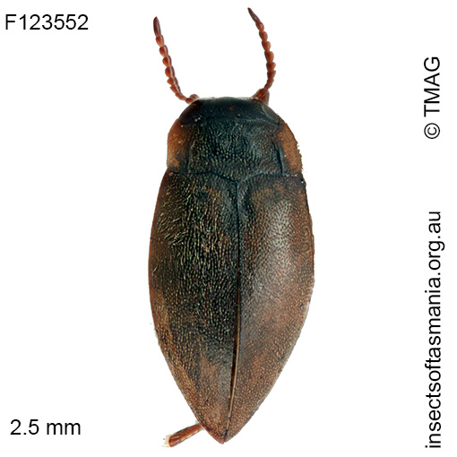 Sternopriscus-barbarae