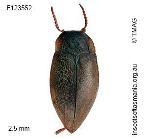 Sternopriscus barbarae