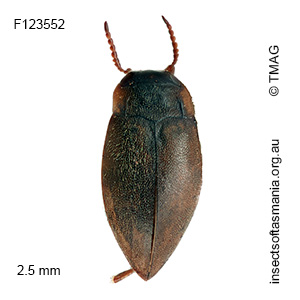 Sternopriscus barbarae