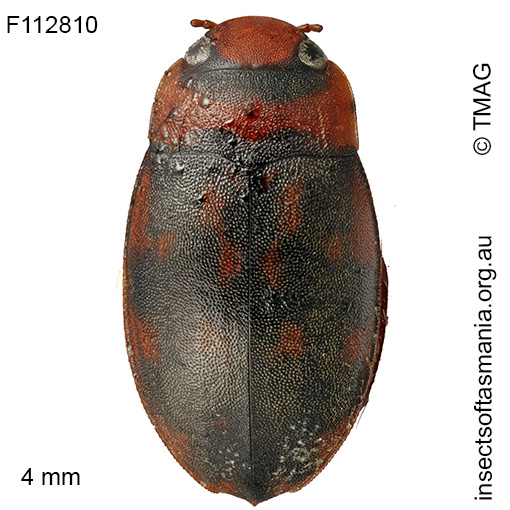 Sternopriscus-clavatus