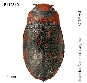 Sternopriscus clavatus