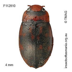 Sternopriscus clavatus