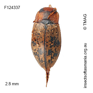 Sternopriscus multimaculatus