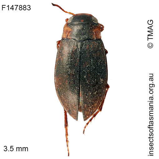 Sternopriscus-tasmanicus