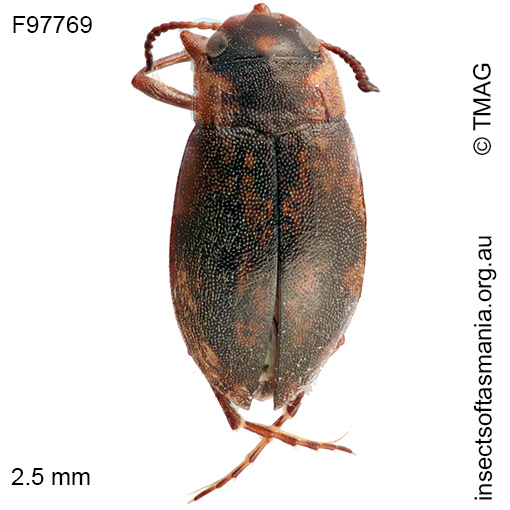 Sternopriscus-weckwerthi