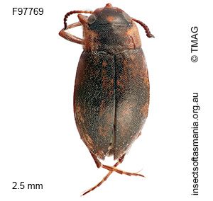 Sternopriscus weckwerthi