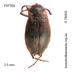Sternopriscus weckwerthi