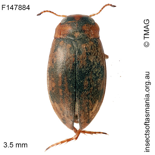 Sternopriscus-wehnckei