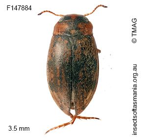 Sternopriscus wehnckei