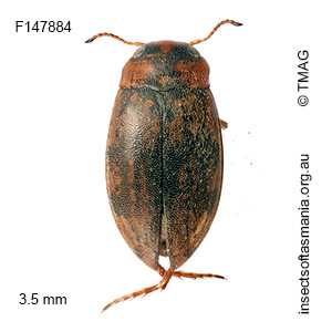 Sternopriscus wehnckei