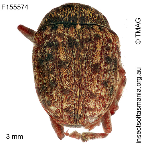 Streneoderma-unplaced