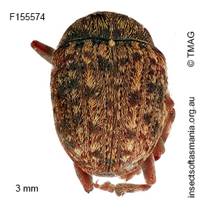 Streneoderma unplaced