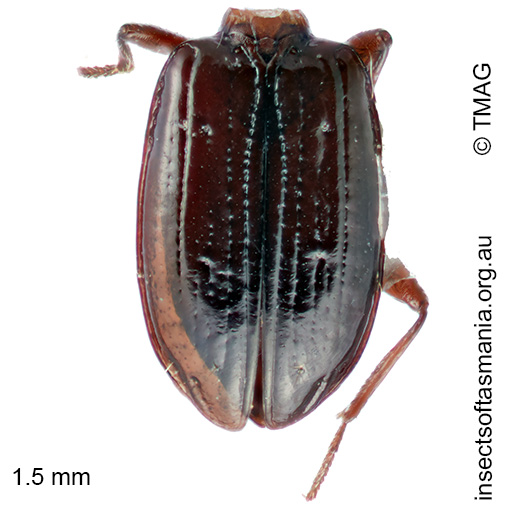 Tasmanitachoides-erwini