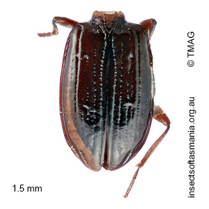 Tasmanitachoides erwini