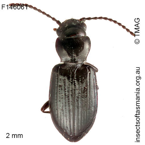 Tasmanitachoides-hobarti