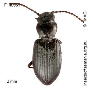 Tasmanitachoides hobarti