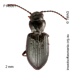 Tasmanitachoides hobarti
