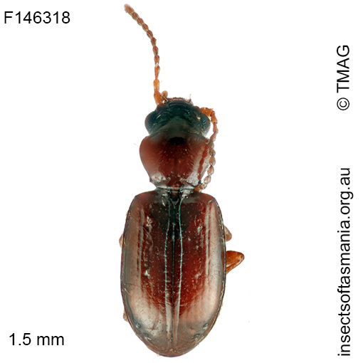 Tasmanitachoides-kingi