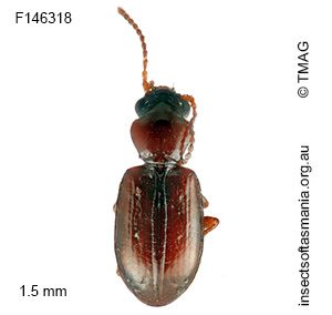 Tasmanitachoides kingi