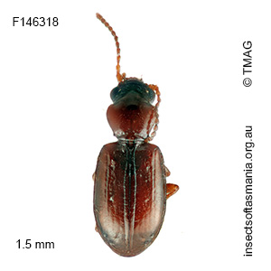 Tasmanitachoides kingi