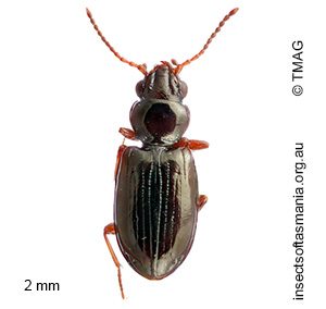 Tasmanitachoides leai