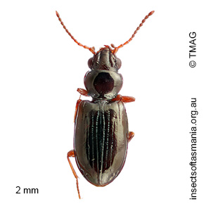 Tasmanitachoides leai