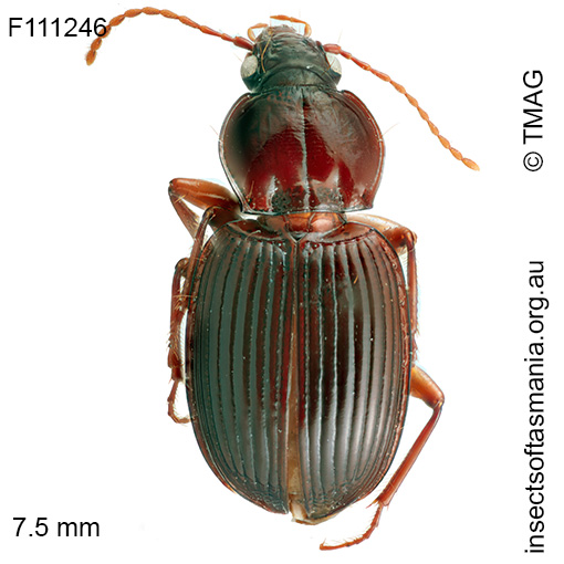 Theprisa-darlingtoni