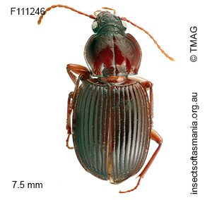 Theprisa darlingtoni