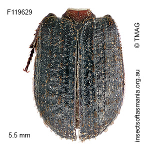 Trox scaber