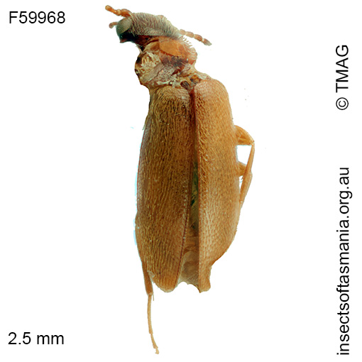 Xylophilostenus-octophyllus