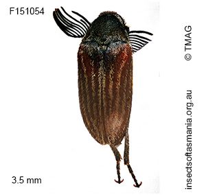 Ptilophorus persimilis