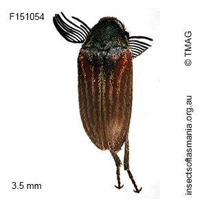 Ptilophorus persimilis