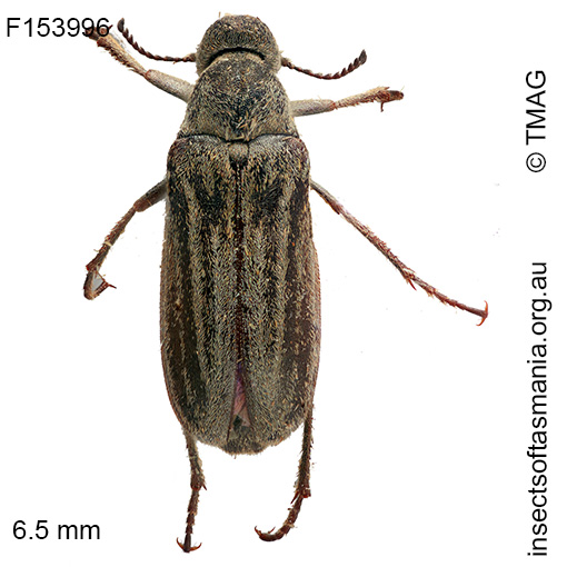 Image of species not yet available