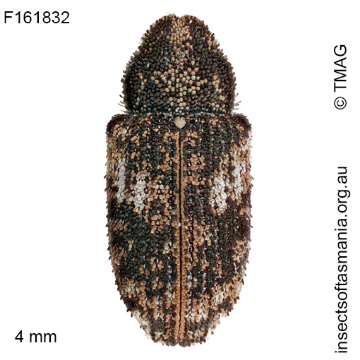 Achopera maculata