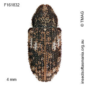 Achopera maculata