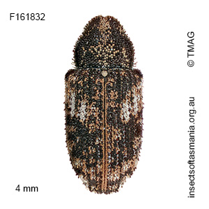 Achopera maculata