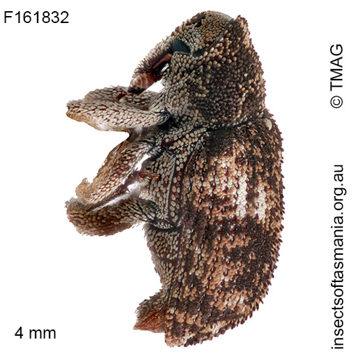 Achopera maculata