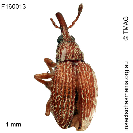 Apiotherium microscopicum
