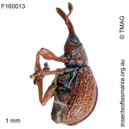 Apiotherium microscopicum