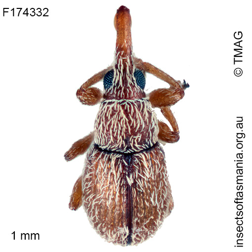 Apiotherium microscopicum