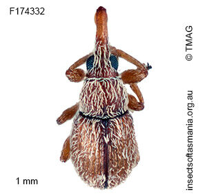 Apiotherium microscopicum