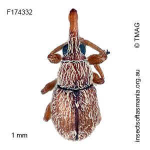 Apiotherium microscopicum