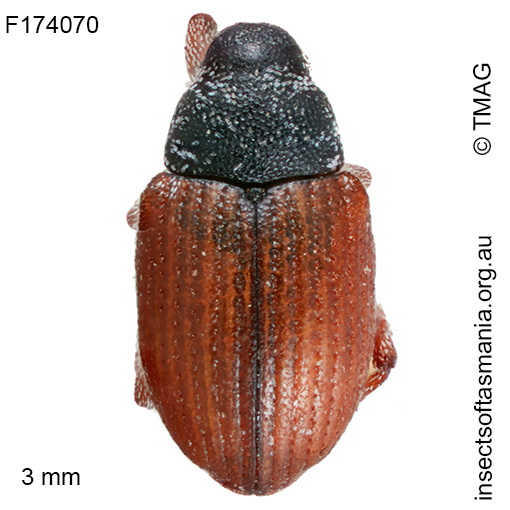 Dicomada sp TMAG_F174070